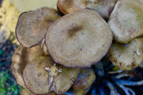 mushrooms  season  nature