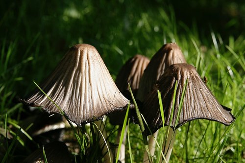 mushrooms  meadow  grass