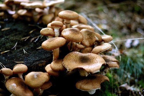 mushrooms  armillaria mellea  forest