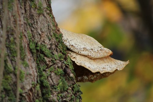 mushrooms  bark  tree