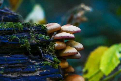 mushrooms  forest  autumn