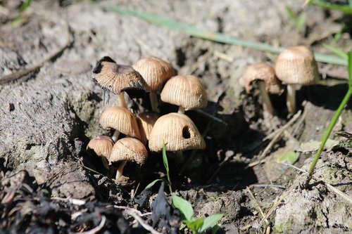 mushrooms  grebes  nature