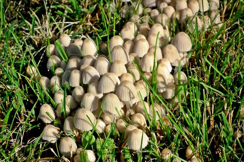 mushrooms  meadow  autumn