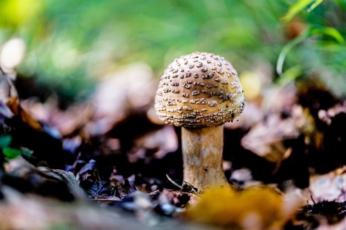 mushrooms  forest floor  autumn