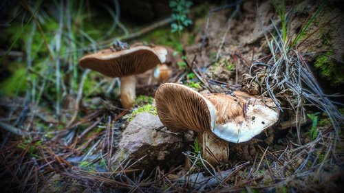 mushrooms  fungi  autumn