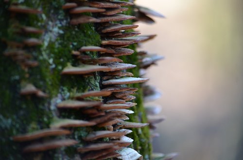 mushrooms  woods  tree