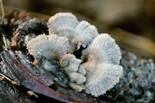 mushrooms  tree fungus  filigree