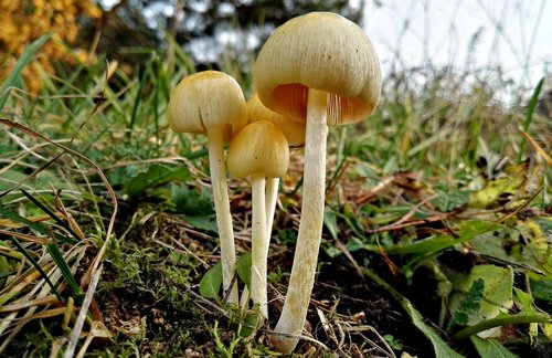 mushrooms  mushroom  forest