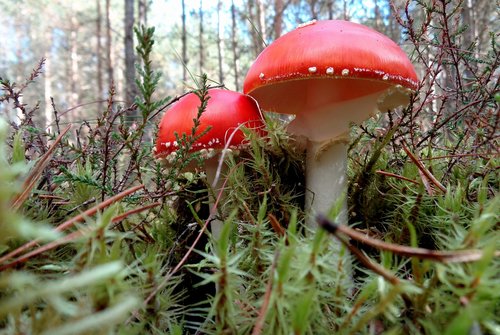 mushrooms  mushroom  forest