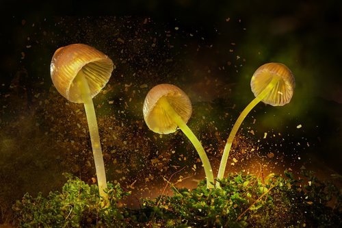 mushrooms  shining  nature