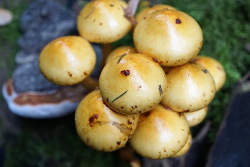 mushrooms  nature  eat