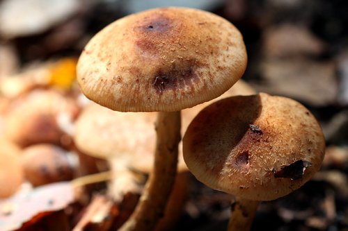 mushrooms  forest  nature