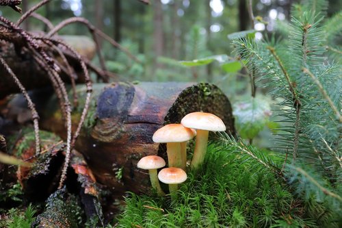 mushrooms  forest  nature