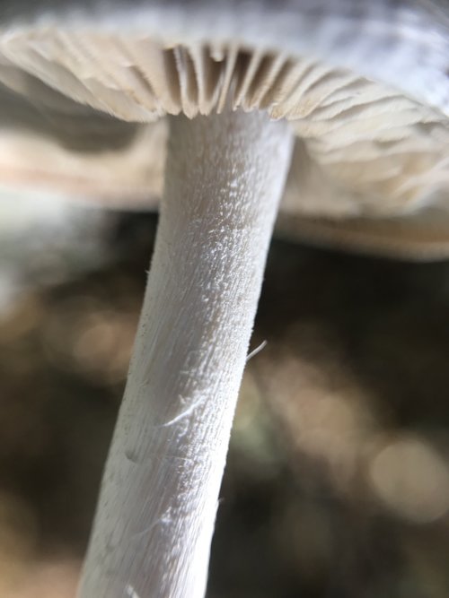 mushrooms  macro  forest
