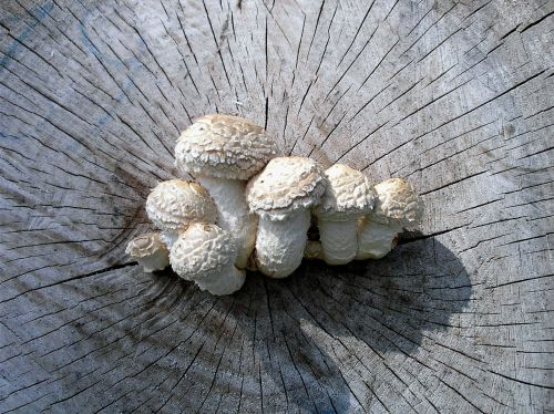 mushrooms log forest