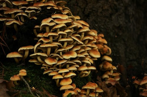 mushrooms  fungus  mushroom