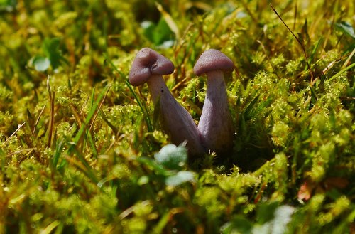 mushrooms  moss  nature