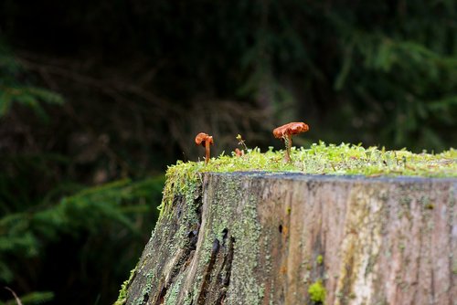 mushrooms  forest  autumn