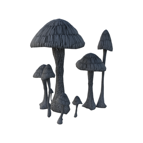 mushrooms  fungi  nature