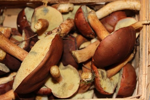 mushrooms  forest  autumn