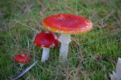 mushrooms  red padenstoel  red mushrooms