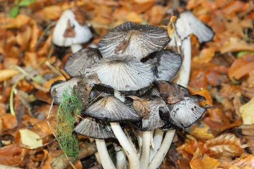 mushrooms  picnic  natural