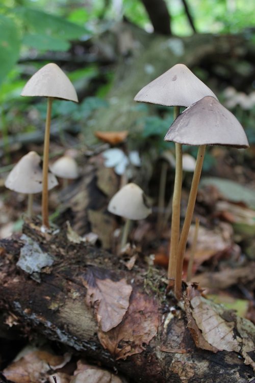 mushrooms  forest  nature