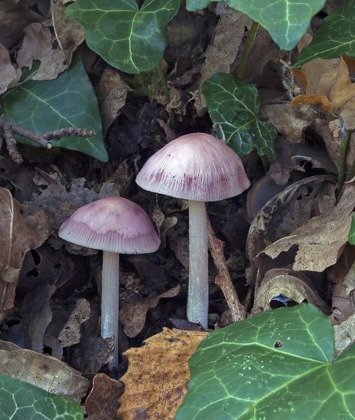 mushrooms  pink-bonnet  nature