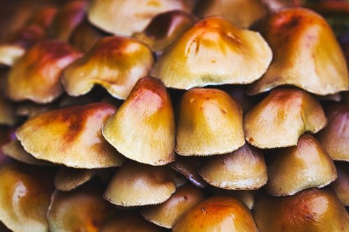 mushrooms  trees  sponges