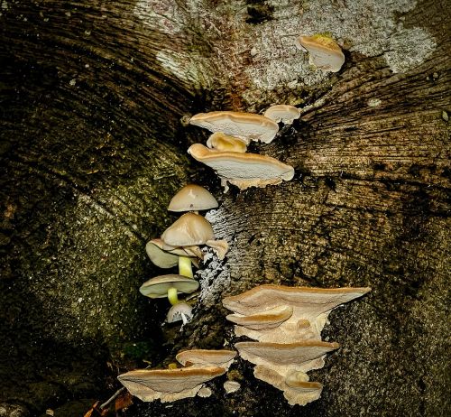 mushrooms fungus wood