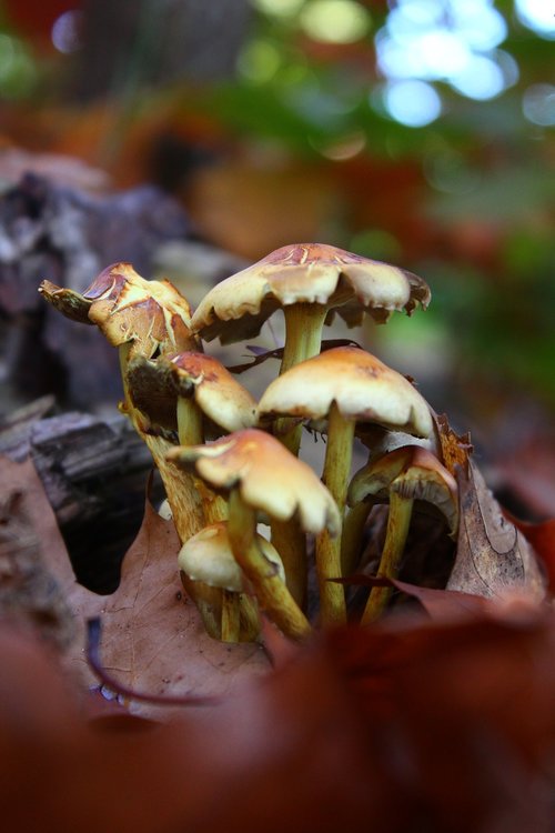 mushrooms  tree  nature