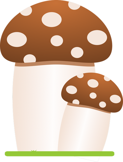mushrooms  fungus  forest