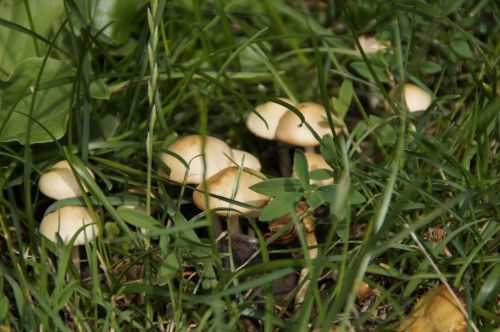 mushrooms hidden grass