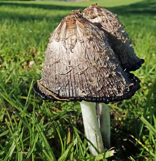 mushrooms  fungi  ink caps