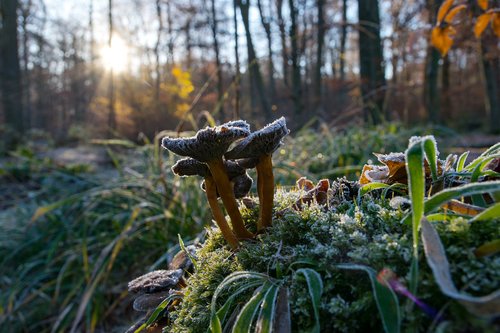 mushrooms  forest  autumn