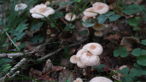 mushrooms forest floor forest fruit