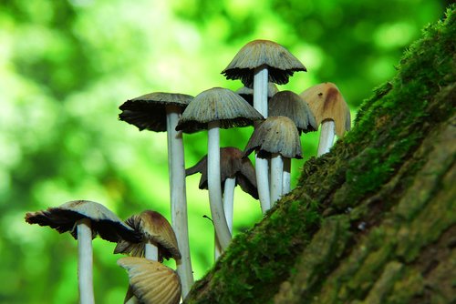 mushrooms  hats  drzon mushroom