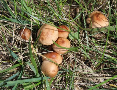 mushrooms boletes fungi