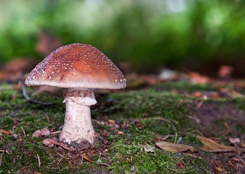 mushrooms  forest  moss