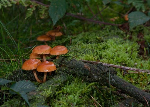 mushrooms  moss  forest