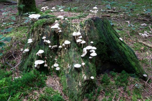 mushrooms tree stump forest