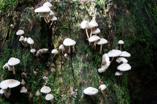 mushrooms tree stump forest