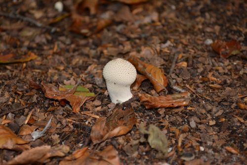 mushrooms nature autumn