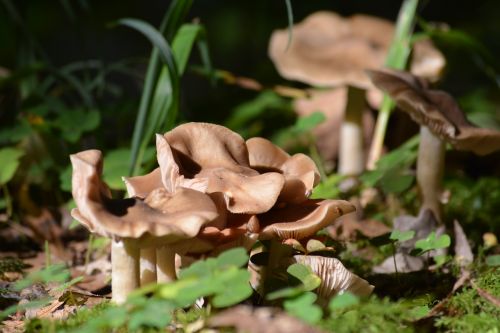 mushrooms nature autumn