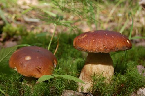 mushrooms white mushroom forest