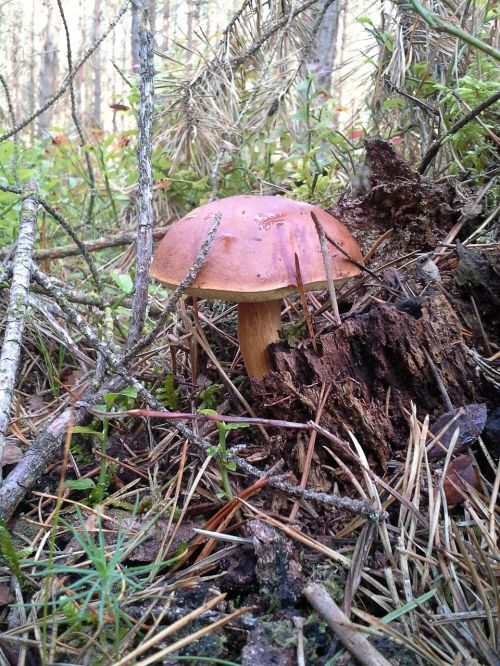 mushrooms forest chestnut boletus