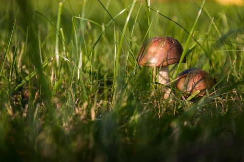 mushrooms forest the collection of