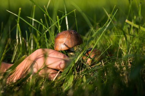 mushrooms forest the collection of