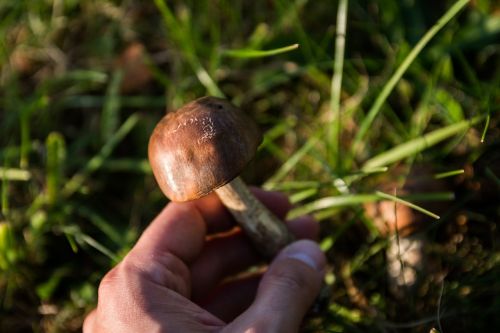 mushrooms poisoning forest