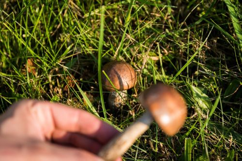 mushrooms forest the collection of